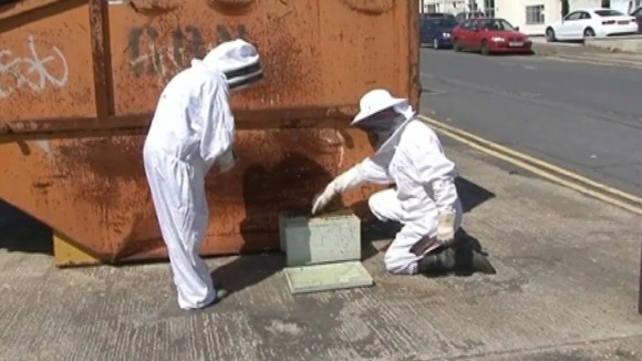 The sunshine has got many of the region's honeybees on the move too.