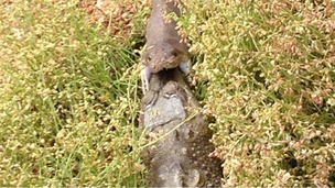 Snake eating crocodile