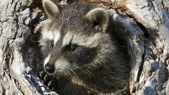 Missy the raccoon (not pictured) escaped from her Somerset enclosure after the ground softened due to flooding