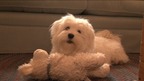 Maltese terrier