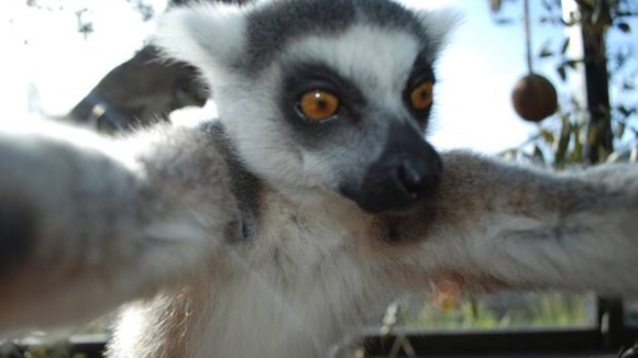 Lemur