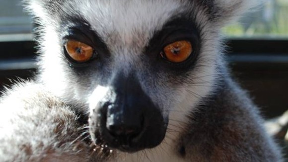 Lemur