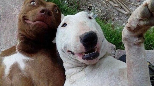 Dogs
