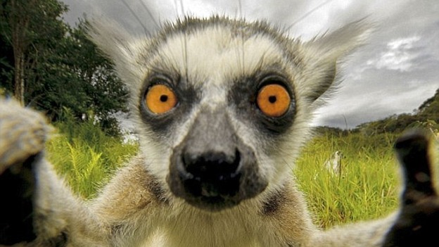 A lemur