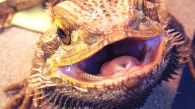 Bearded dragon