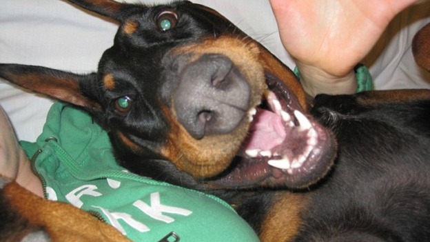 Doberman