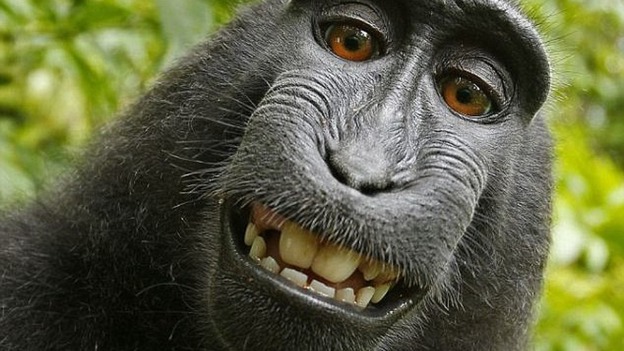Crested black macaque