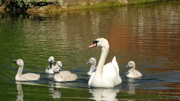 swans on Kennet & Avon Canal, Devizes