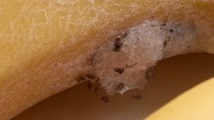 A nest of the world's most toxic spiders was found in a bunch of bananas in Hednesford, Staffordshire