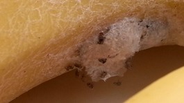 A nest of the world's most toxic spiders was found in a bunch of bananas in Hednesford, Staffordshire