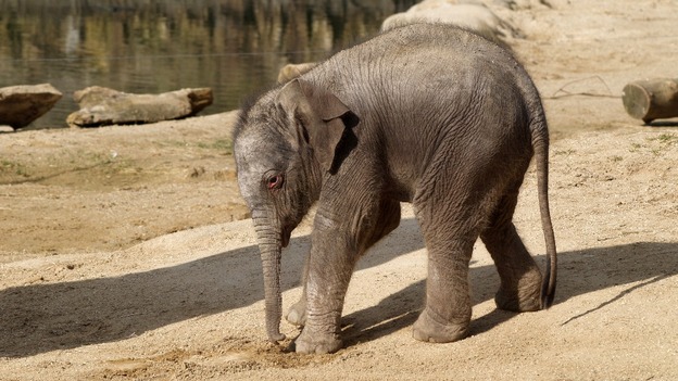 The unnamed baby elephant is now on public display