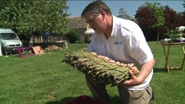 asparagus festival Vale of Evesham