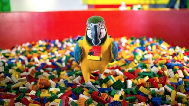Charlie the parrot