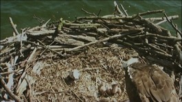 Osprey chicks in nest at Rutland Water