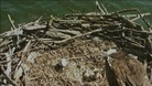 Osprey chicks in nest at Rutland Water