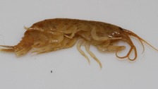 Demon shrimp warning for Cumbrian fishermen