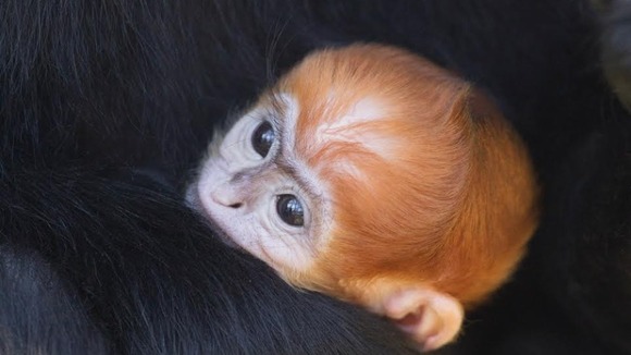 monkey