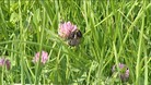Short-haired bumblebee