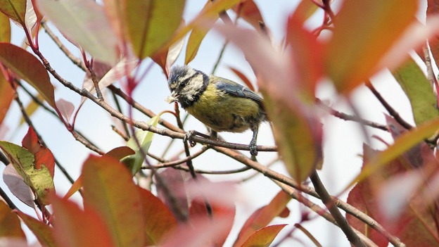 Feeding on insects