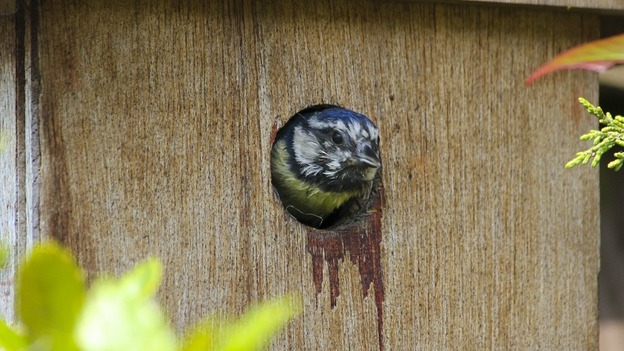Blue tit in the bird box
