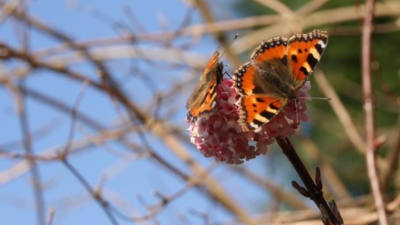 Butterflies on blossom in Harbourne