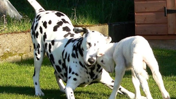 Huey the Dalmatian and a spring lamb in Feckenham