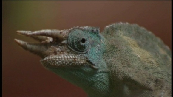 horned chameleon