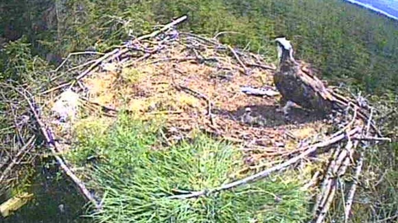 Osprey Kielder