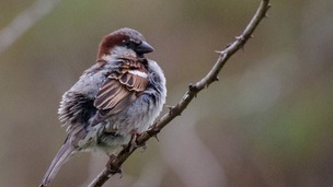 The house sparrow topped the list