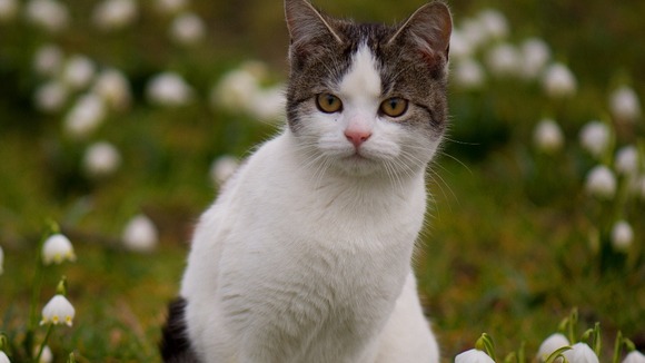 Health officials investigated a TB outbreak in nine cats in Berkshire and Hampshire.