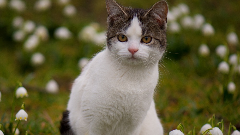 Humans catch TB from pet cats in 'world first' ITV News