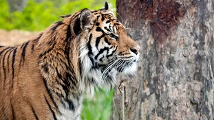 Rare tiger cubs make public debut at London Zoo | London - ITV News