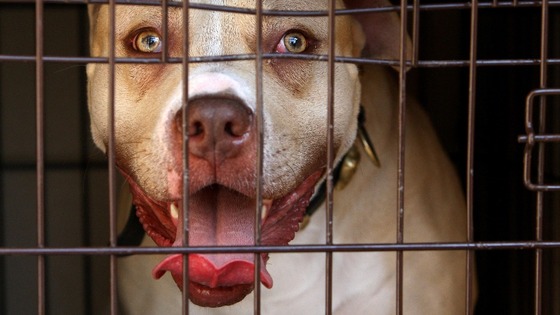 Seized pitbull in a cage panting with tongue hanging out