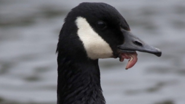 canada goose attack reddit canada goose attack reddit