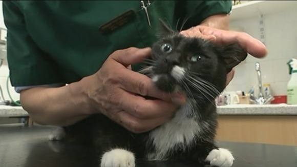 Vet Carl Gorman gives a cat check-up.