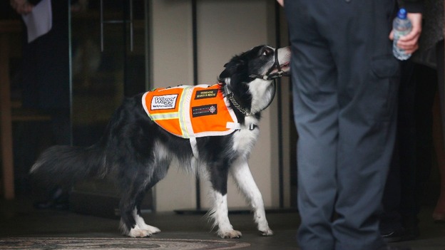 A dog from Trossachs Search and Rescue attends the service at St. Andrew's Cathedral in Glasgow.