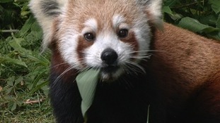 Red panda