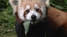Red panda