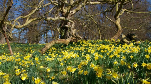 Spring daffodils at Blickling, Norfolk