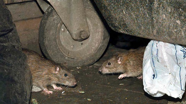 Rats are getting bigger due to their access to waste food