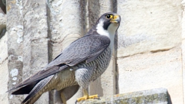 Falcon