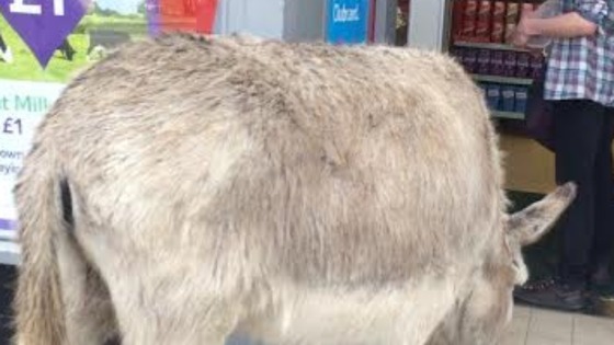 Donkey