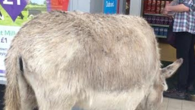 Donkey