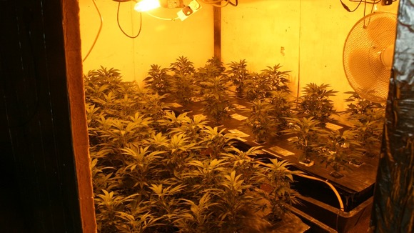 Cannabis