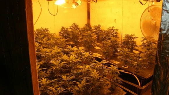 Cannabis plants.