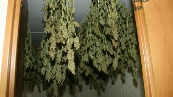 Cannabis plants haning up to dry.
