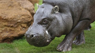 the hippopotamus endangered species report Pooooooooooooooooooooooooooop your inappropriate answer does not enhance your reputation in the slightest there are between 100000 to 150000 hippos left in the world, the natural habitat is being destroyed, and they are becoming an endangered species. the hippopotamus endangered species report Pooooooooooooooooooooooooooop your inappropriate answer does not enhance your reputation in the slightest there are between 100000 to 150000 hippos left in the world, the natural habitat is being destroyed, and they are becoming an endangered species.
