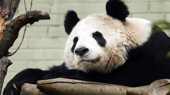 Tian Tian, in her enclosure.