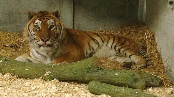 Tango featured in the Esso adverts with the slogan 'Put a tiger in your tank'.