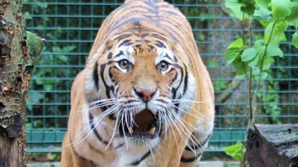 The tiger roars for the camera.